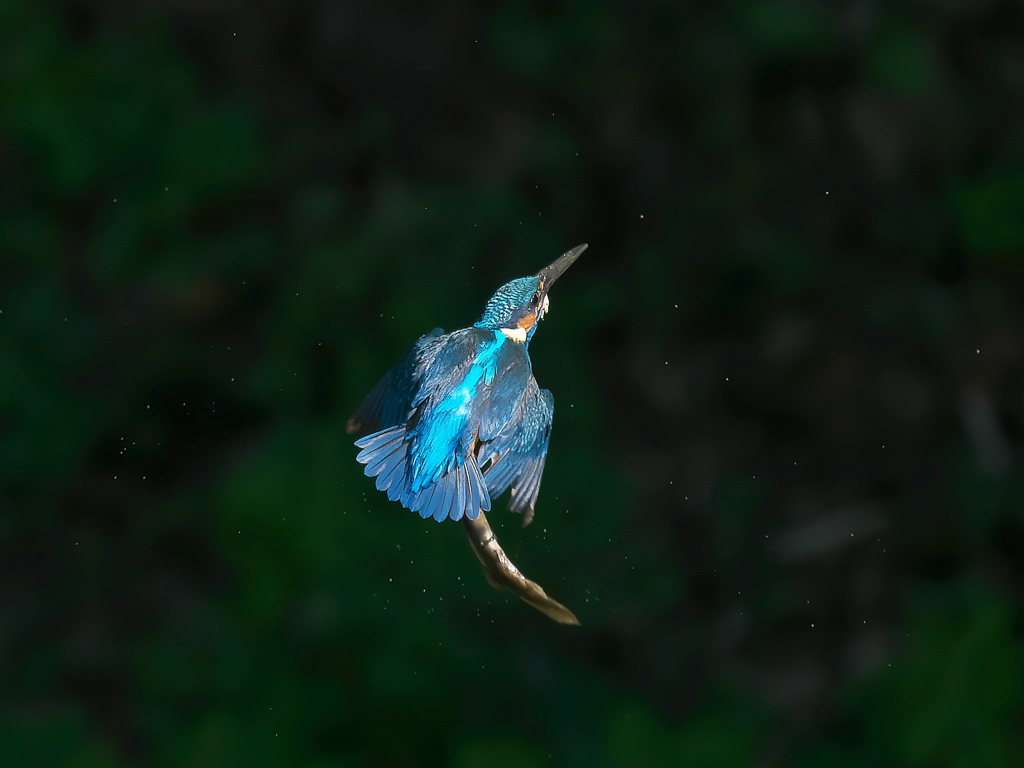 ドジョウ採れたよ 2