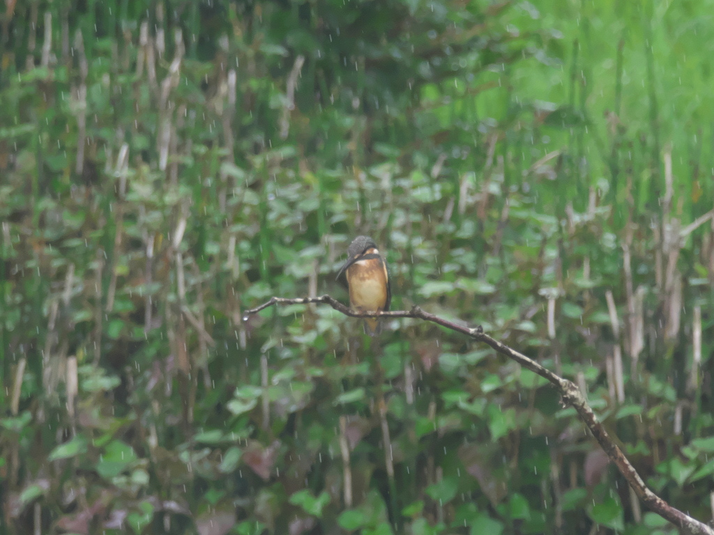 止り木 3-2（子 雨の中に父親の目を掠めて）