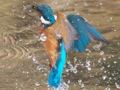 浮上 203（父親）