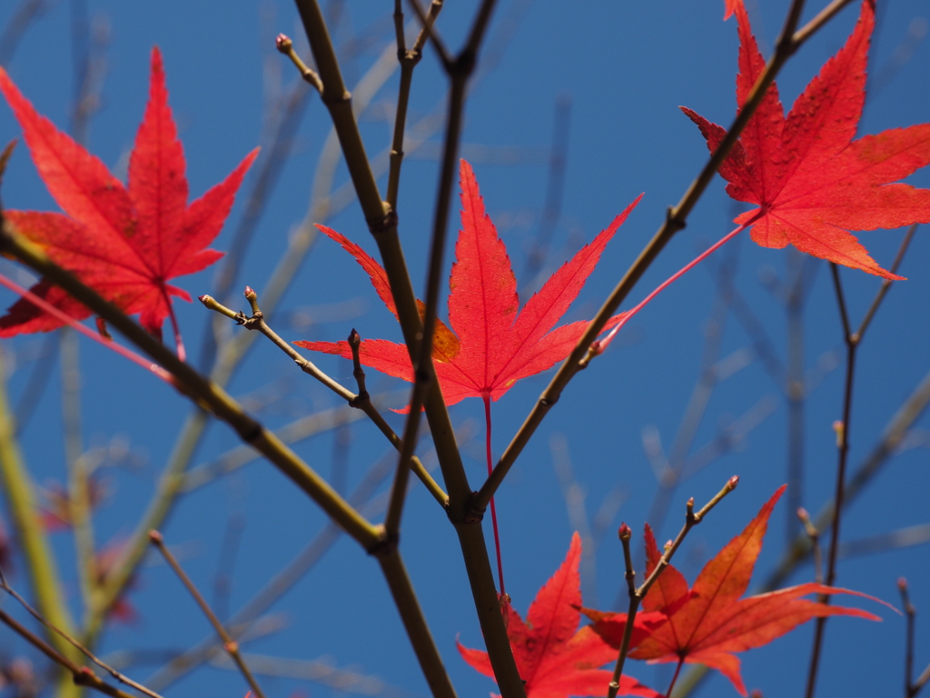 カワセミ公園の紅葉 3