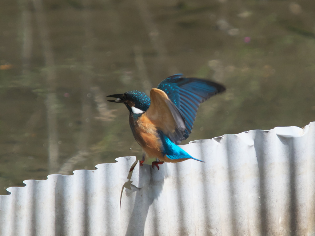 エビ獲れたよ 32-1（黒い若雄）