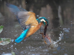 浮上 190-1（父親 枯葉のみ）