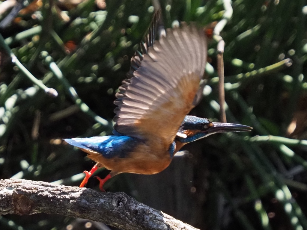 飛び出し 200419-5