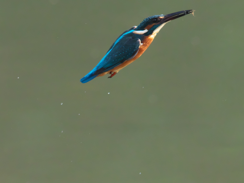 止り木へ 8（父親）