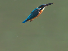 止り木へ 8（父親）