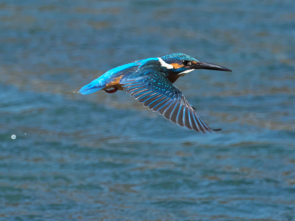 水平飛行 17（父親）