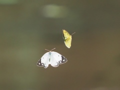 カワセミ待ちの虫撮り 6-2