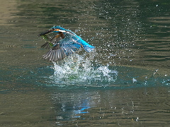 浮上 421-1（父親）