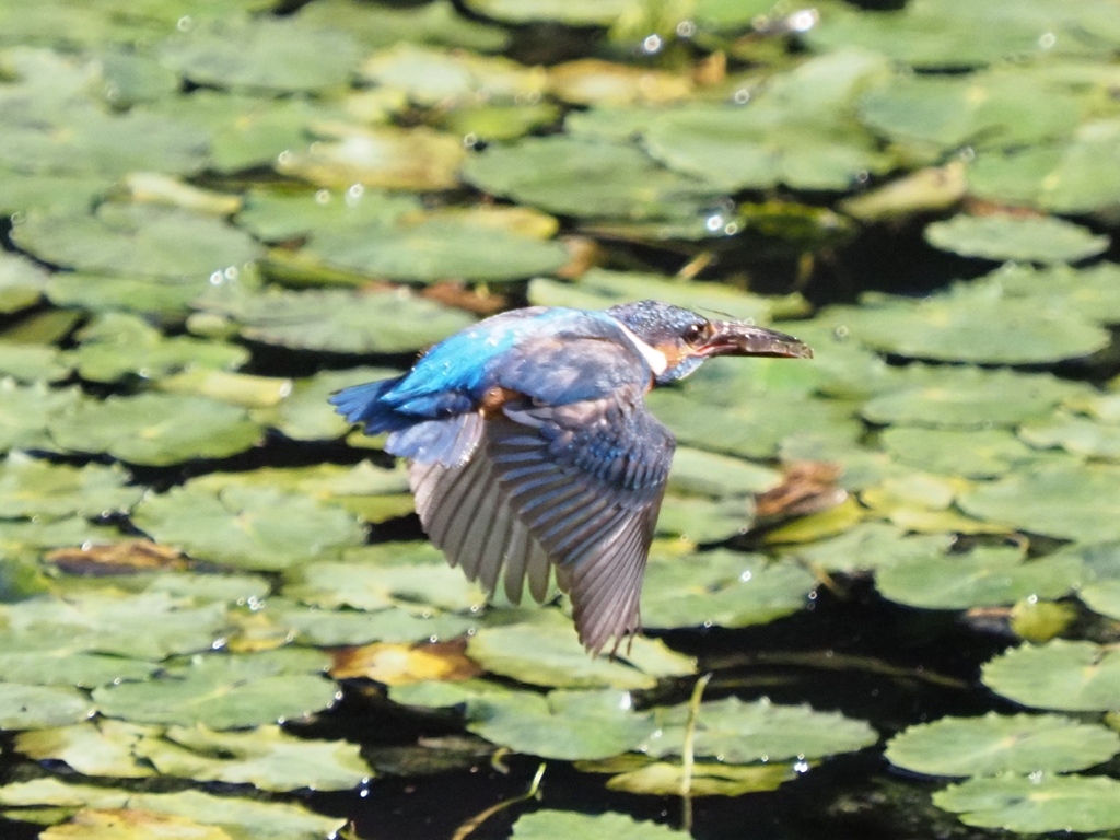 朝ごはん エビを咥えて２