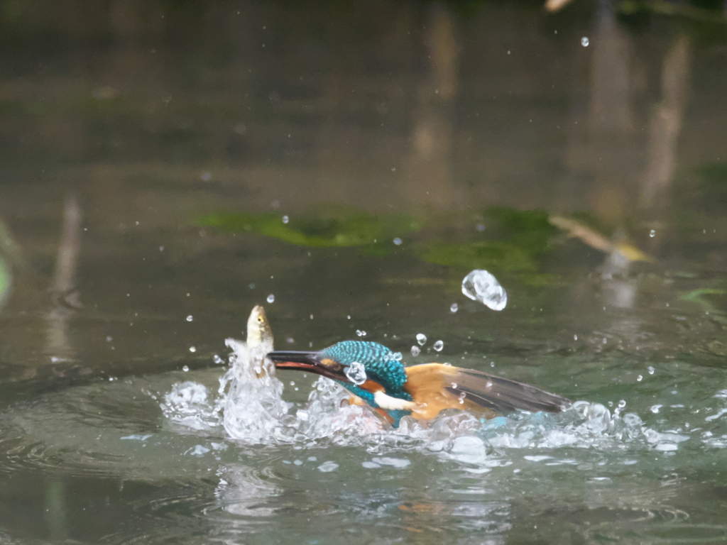 浮上 152-1（父親）