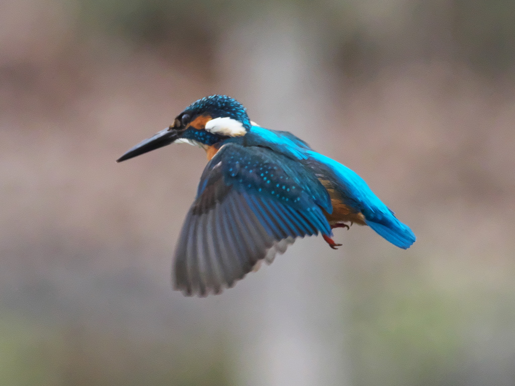 ホバ 43-1（父親）