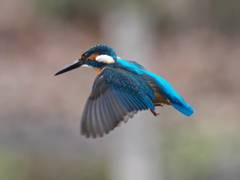 ホバ 43-1（父親）