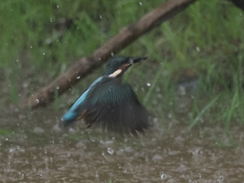 雛 5（豪雨の中の飛び込み練習）