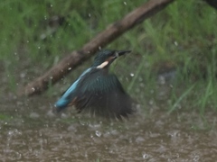 雛 5（豪雨の中の飛び込み練習）