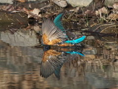 ダイブ 15（父親 新種の蝶？）