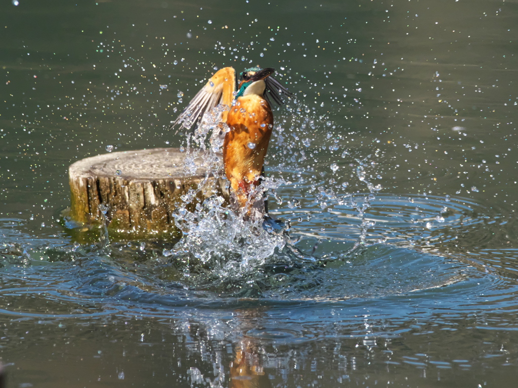 浮上 381-1（父親）