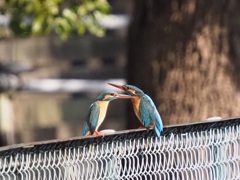 恋のライバル？それとも母娘？