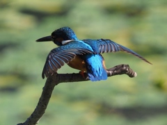 朝日を浴びて 200419-2