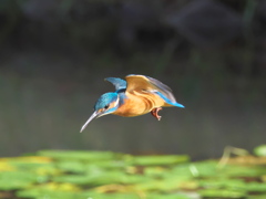 ロックオン 8（父親）