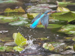 浮上 176（嫁候補）