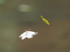カワセミ待ちの虫撮り 6-3