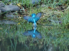 飛び込みシーケンス 40-2