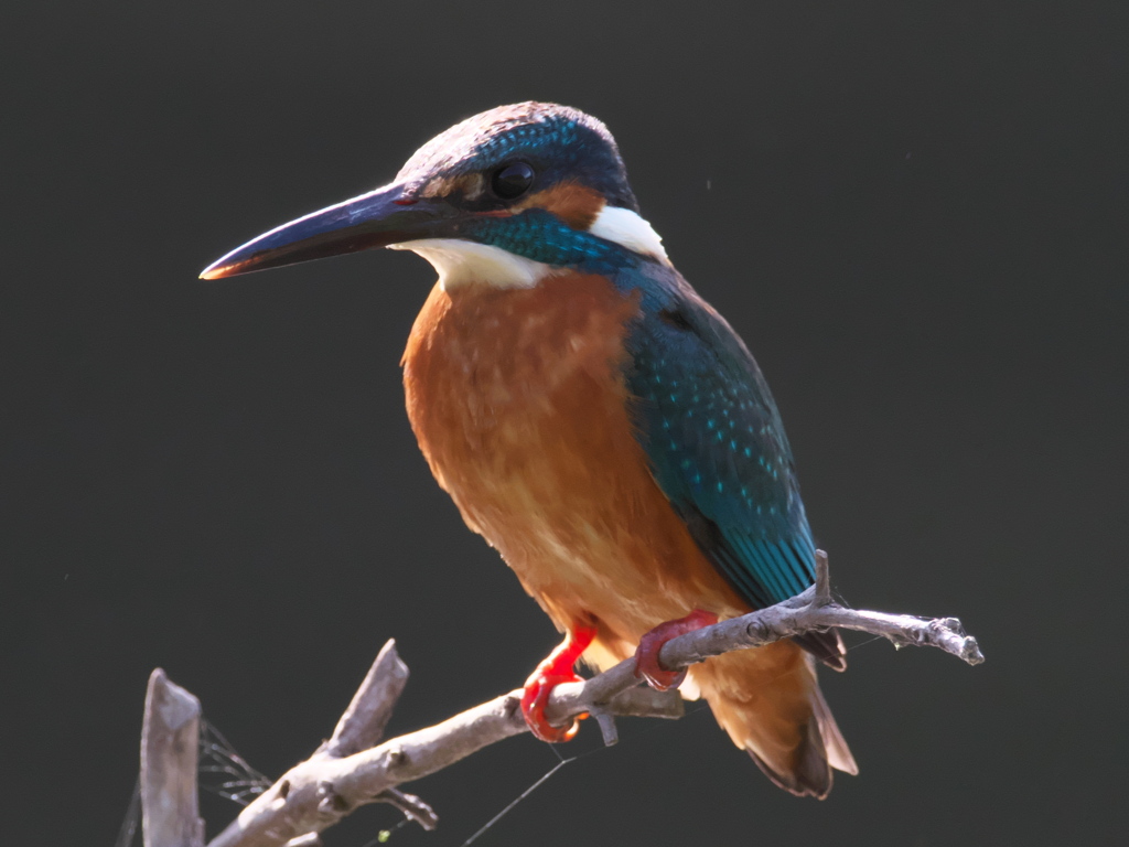 止り木 199（Boy）