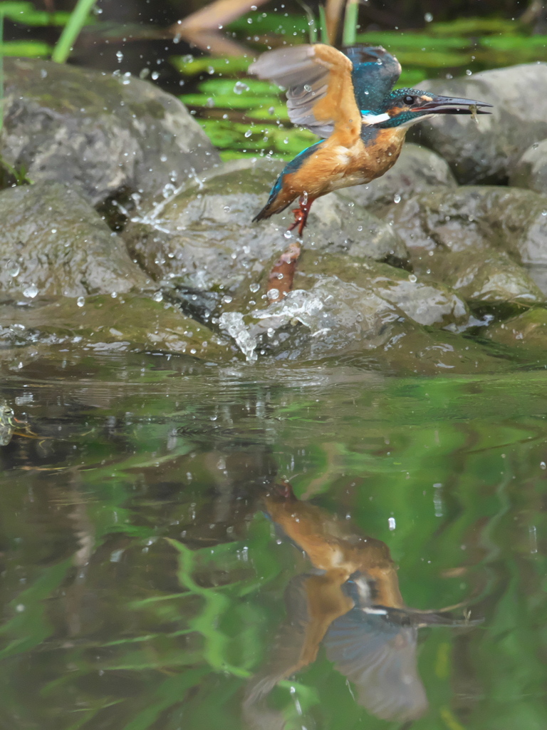 飛び込みシーケンス 34-2