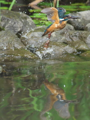 飛び込みシーケンス 34-2