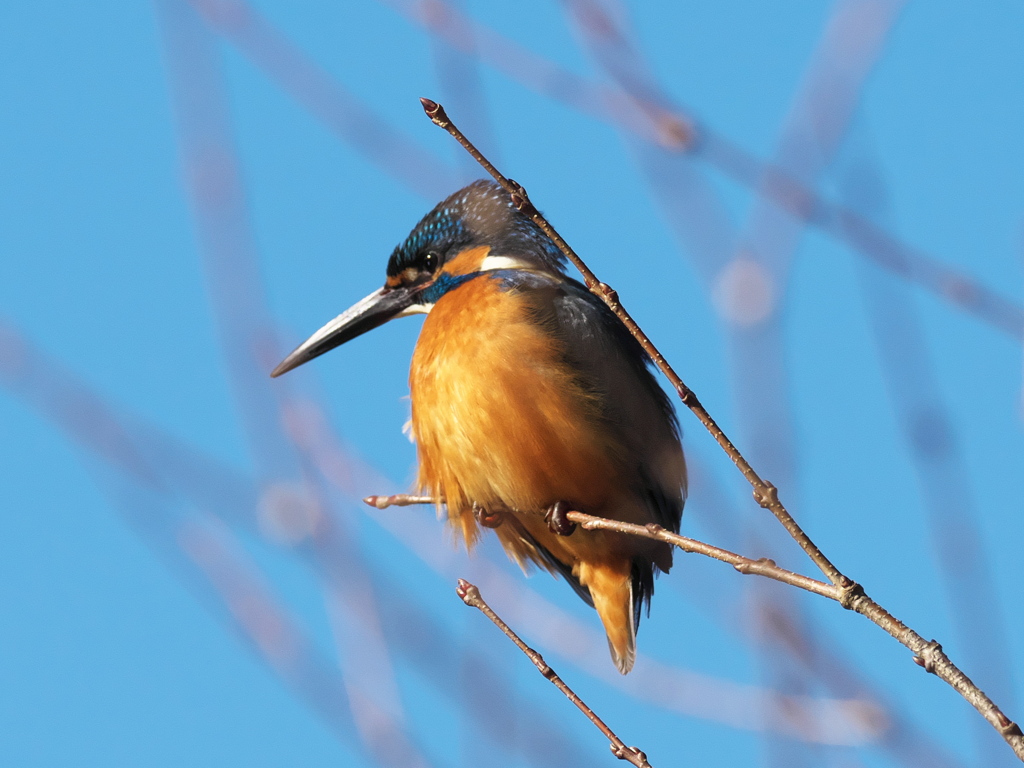 止り木 148（父親）