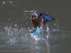 浮上 133-1（父親）