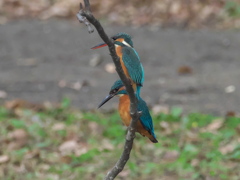 止り木 92（嫁候補と父親）