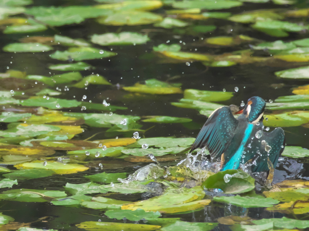 浮上 159（嫁候補）