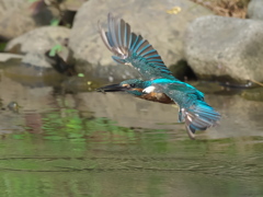 お魚獲れたよ 48-2
