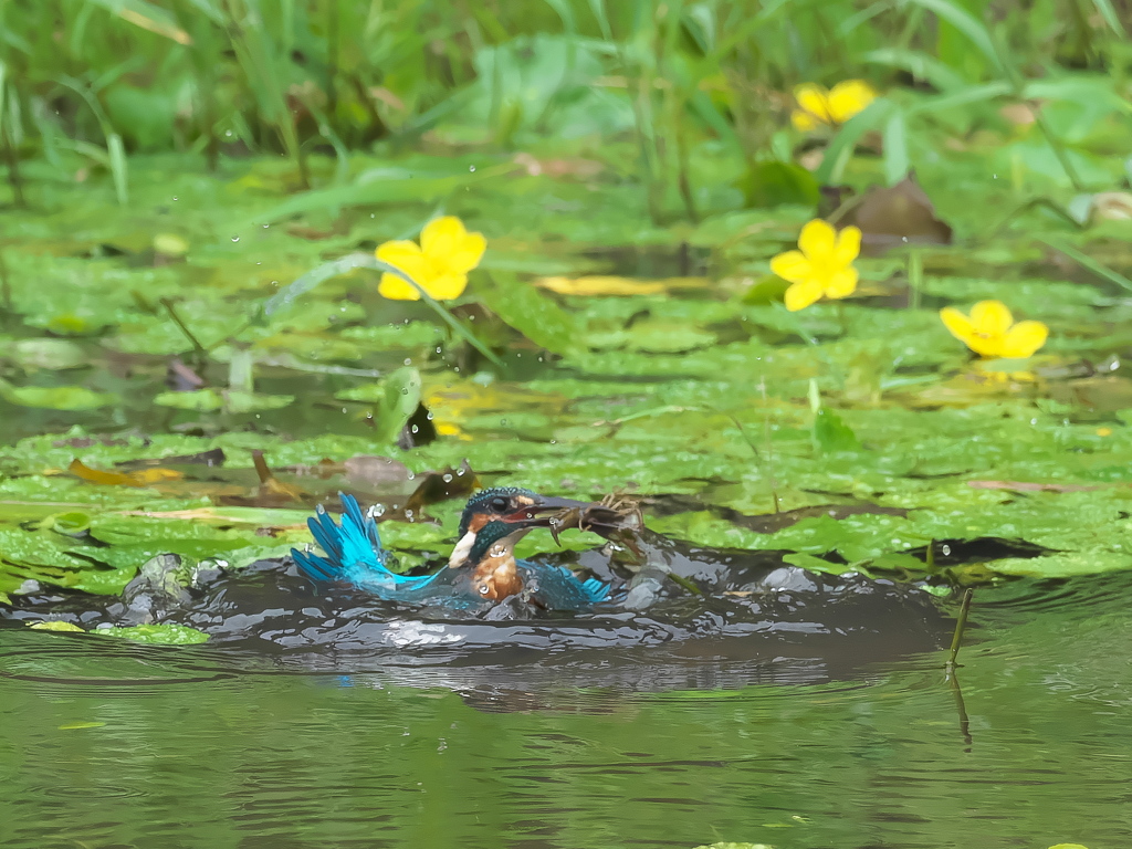 ザリガニ獲れたよ 25-1
