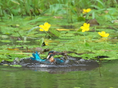 ザリガニ獲れたよ 25-1