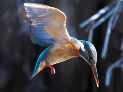 ホバ 32（嫁候補）