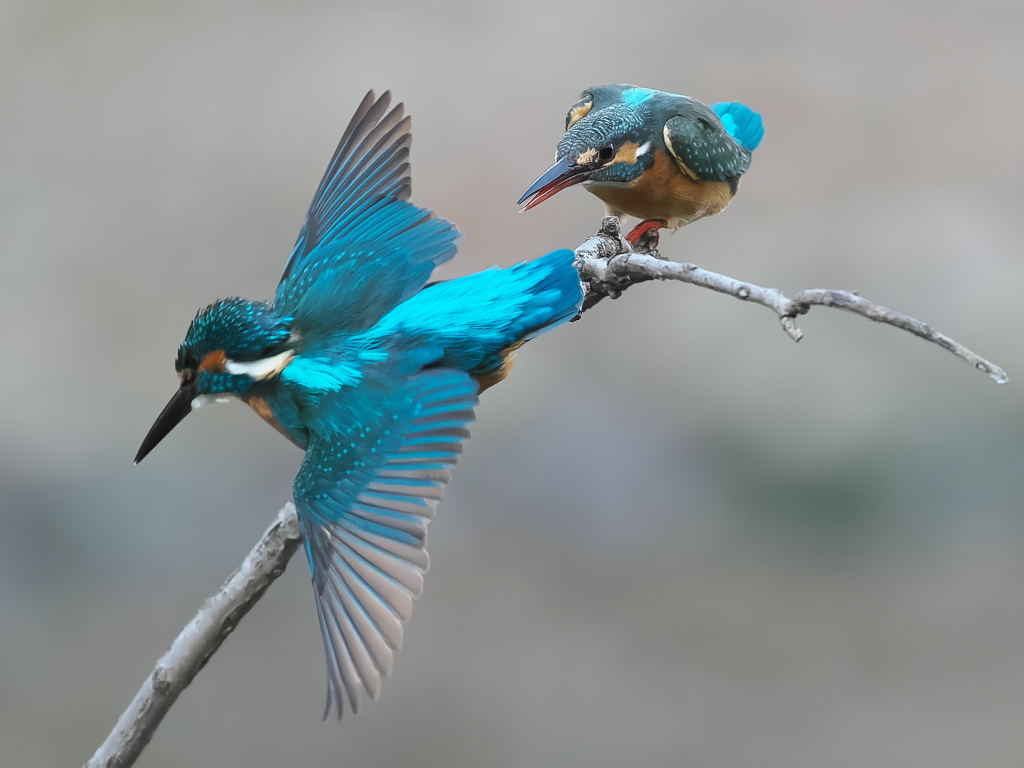 止り木 360（雄と雌）