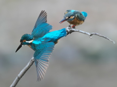 止り木 360（雄と雌）