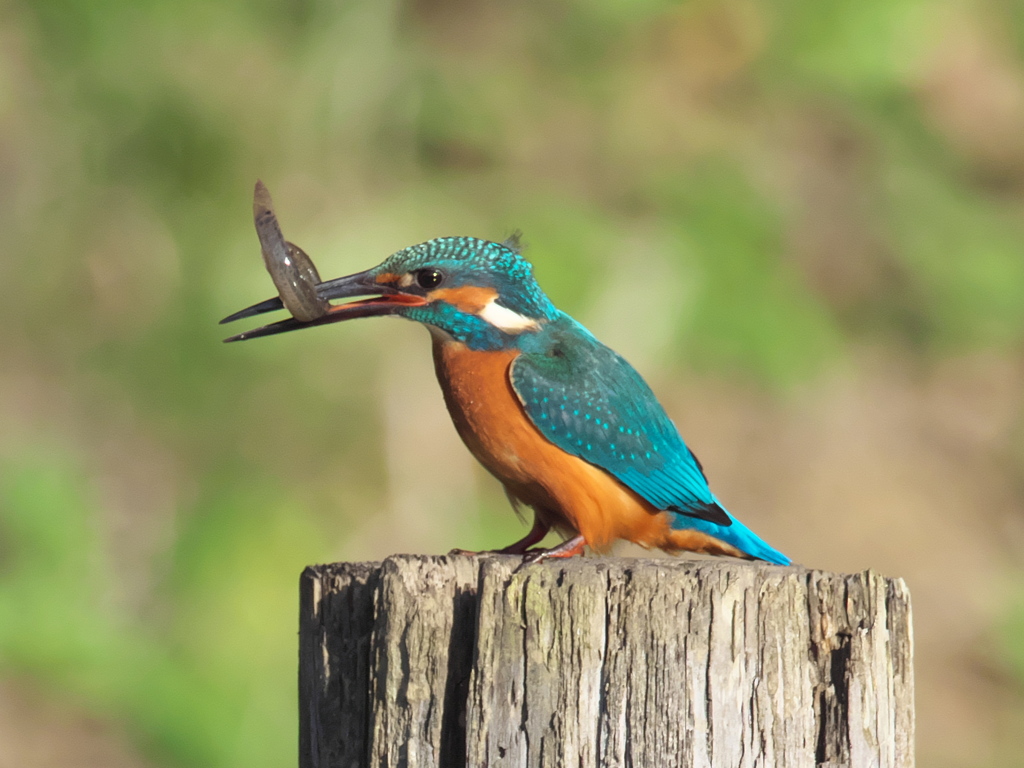 止り木 85（父親）