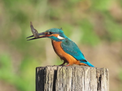 止り木 85（父親）