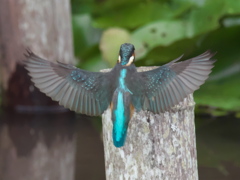 止り木へ 5-1（嫁候補）