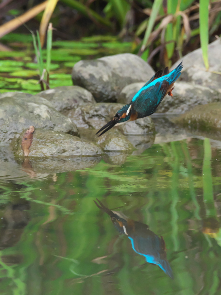 飛び込みシーケンス 34-1