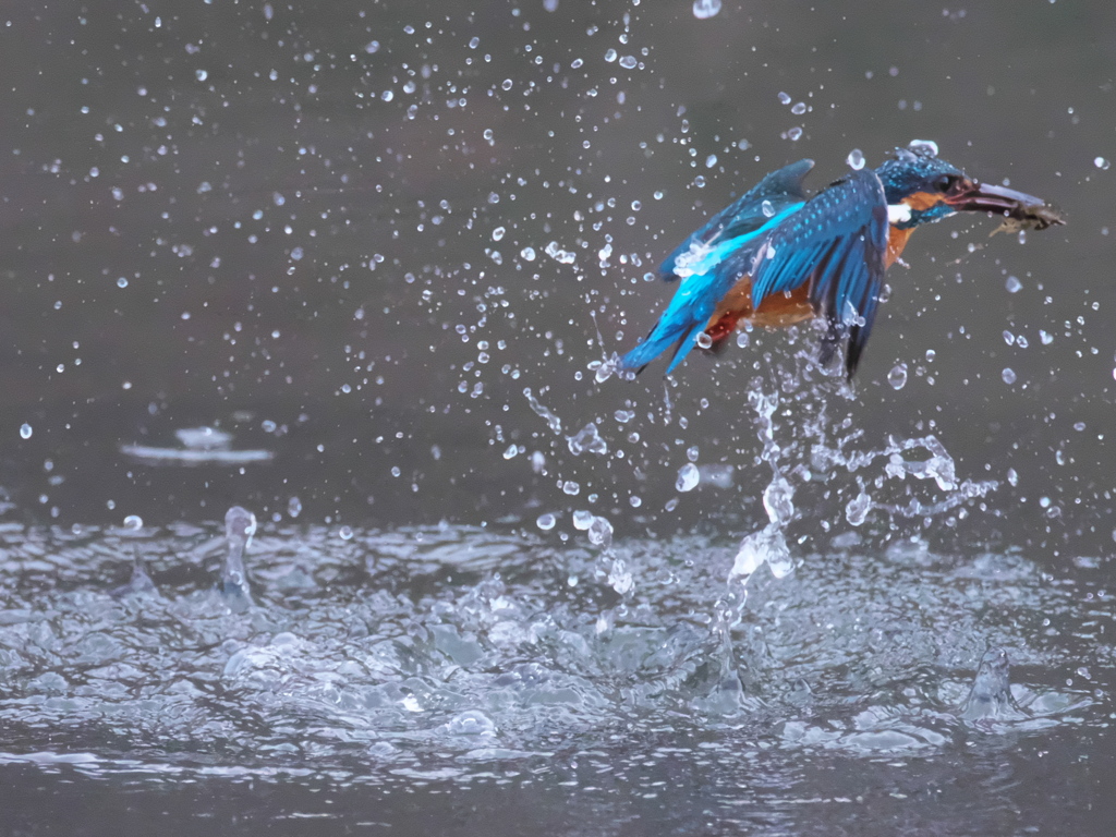 浮上 477-2（父親）