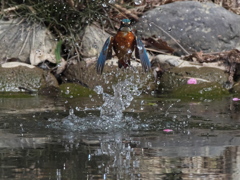 浮上 467-2（父親）