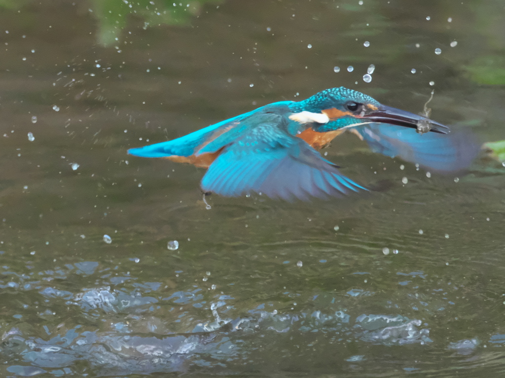 浮上 138-2（父親）
