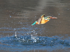 浮上 339-2（嫁候補）