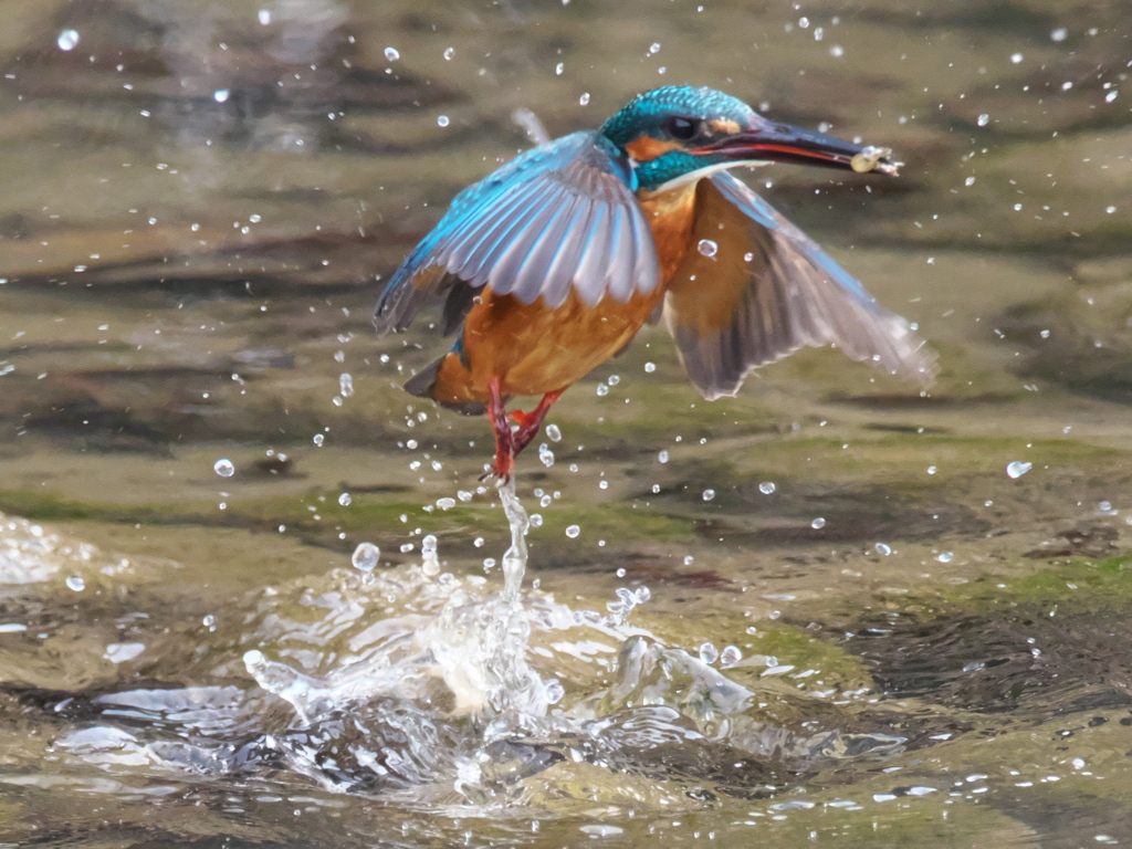 浮上 345（父親）