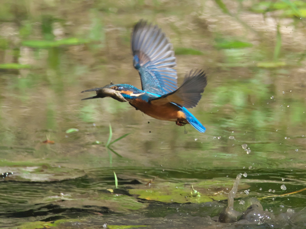 浮上 129-3（父親 ドジョウだと思ったら）