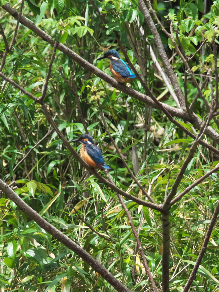 止り木 214（父子）